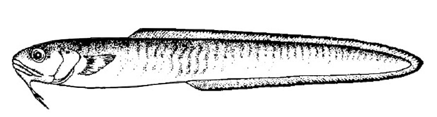 Ophidion barbatum_01.jpg